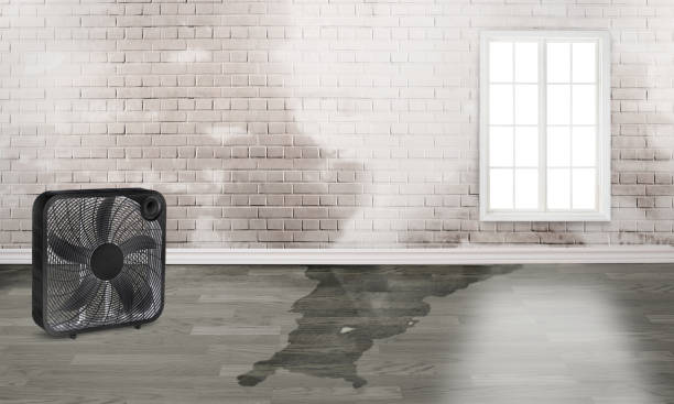 Best Local water damage restoration  in Lake Panasoffkee, FL